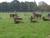 En plein coeur de Phoenix Park : Des Bambis
